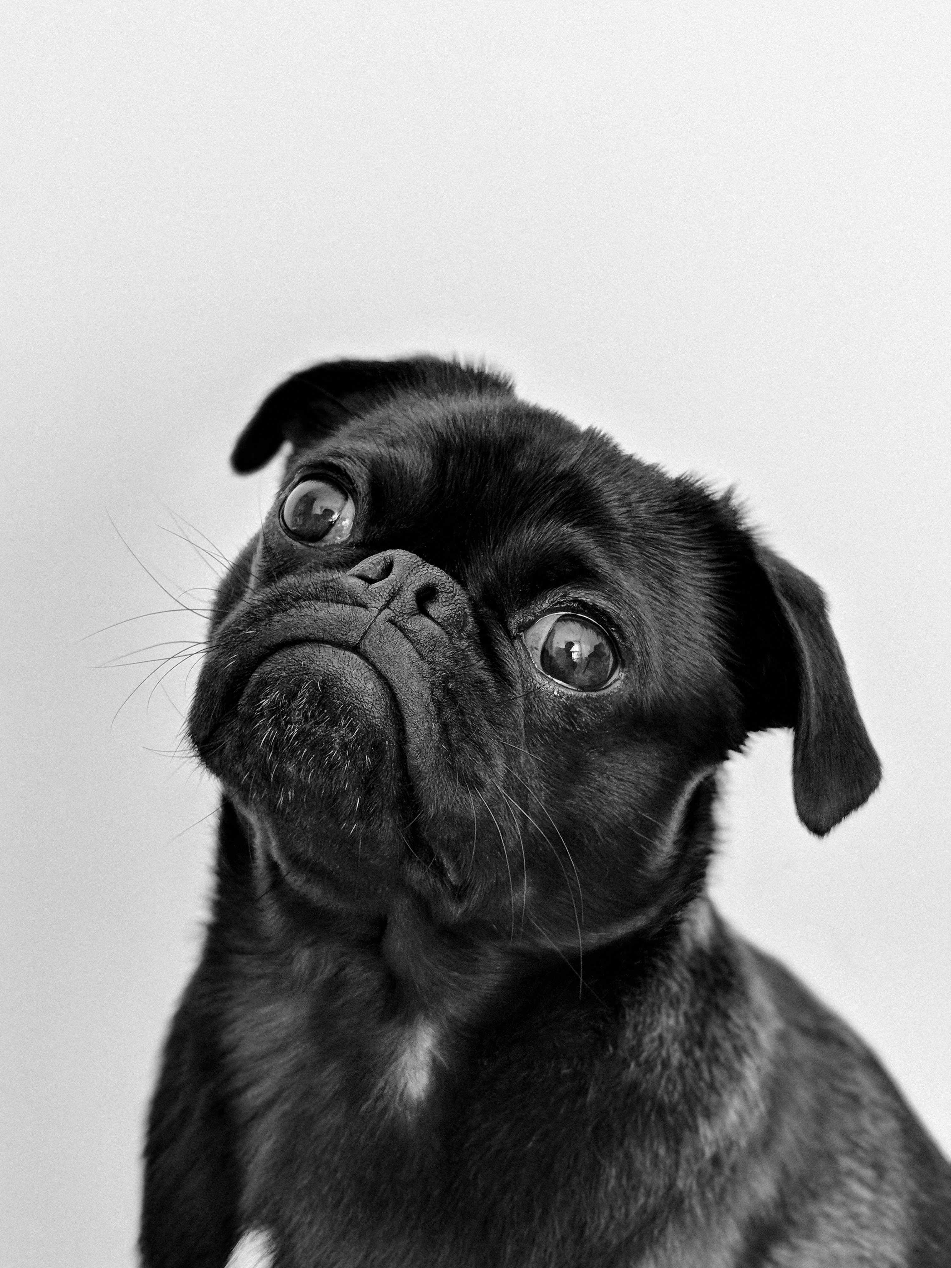 éducation canine