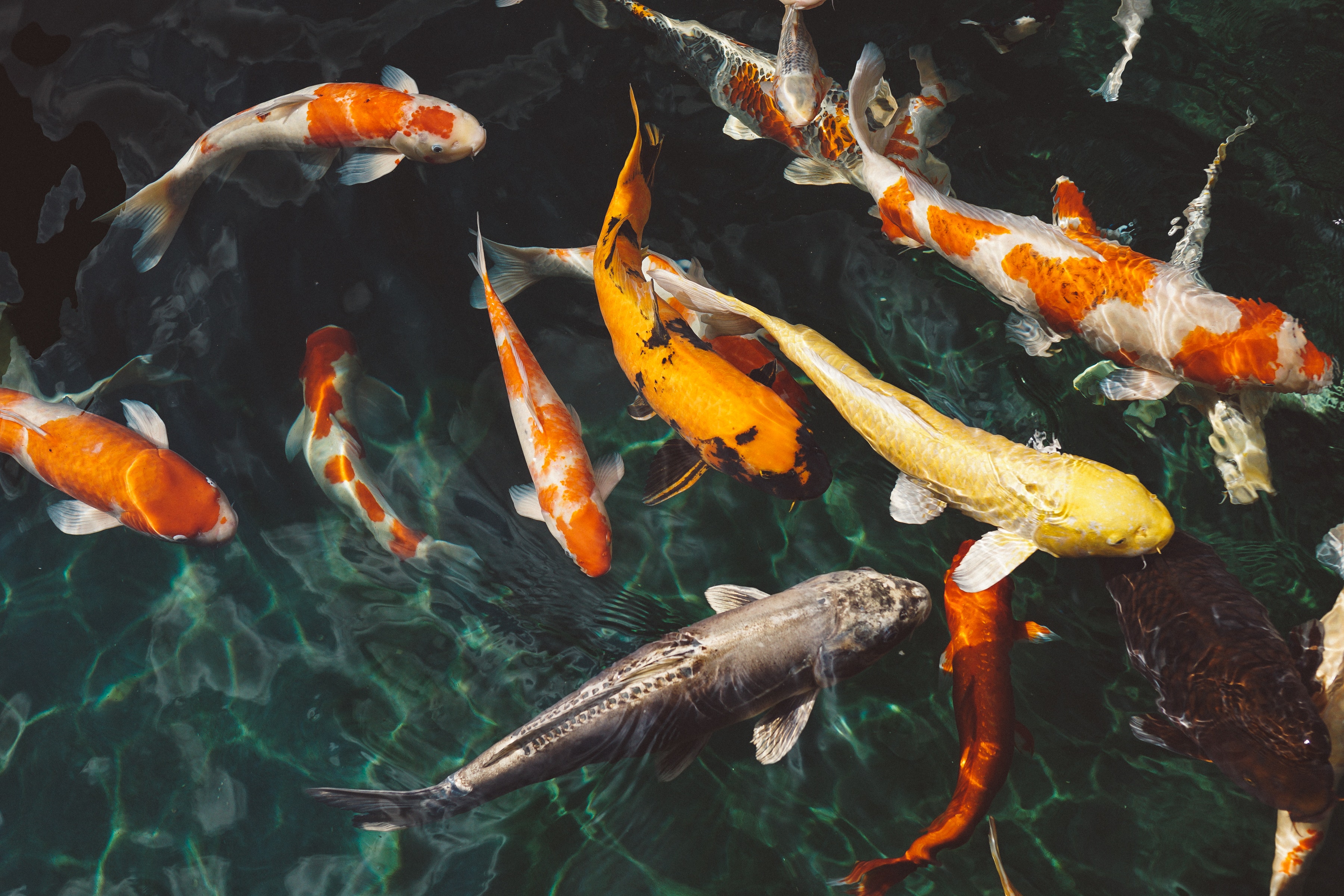 pisciculture