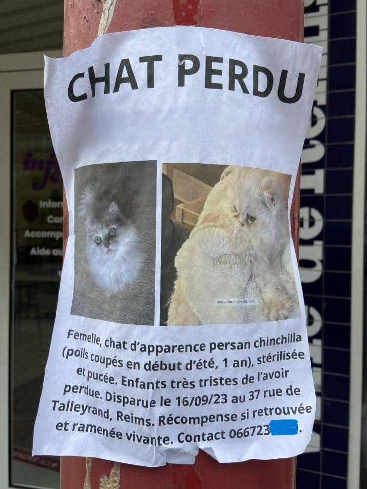 Chats perdus