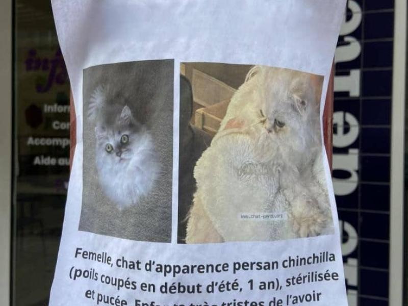 Chats perdus